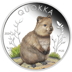 Quokka kolorowana 1 uncja Srebra 2024 Proof