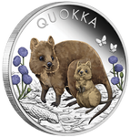 Quokka kolorowana 1 uncja Srebra 2022 Proof