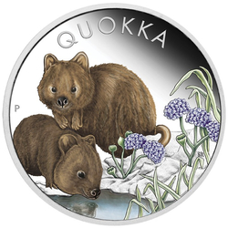 Quokka kolorowana 1 uncja Srebra 2023 Proof