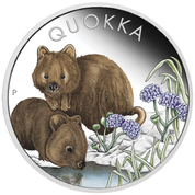 Quokka kolorowana 1 uncja Srebra 2023 Proof